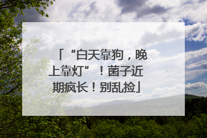 “白天靠狗，晚上靠灯”！菌子近期疯长！别乱捡