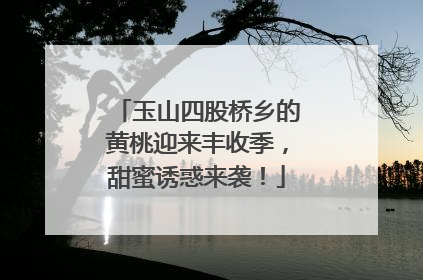 玉山四股桥乡的黄桃迎来丰收季，甜蜜诱惑来袭！