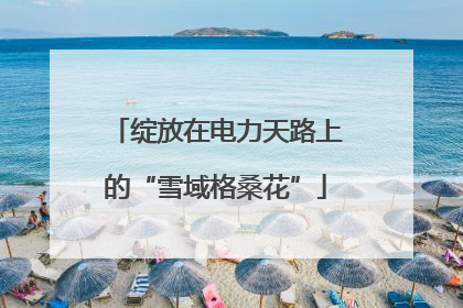 绽放在电力天路上的“雪域格桑花”