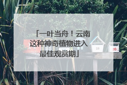 一叶当舟！云南这种神奇植物进入最佳观赏期