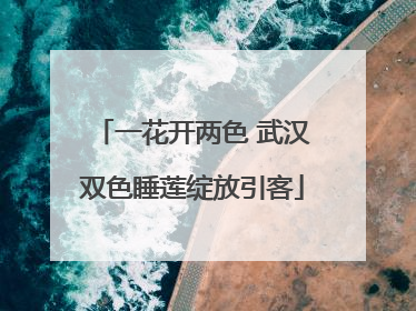 一花开两色 武汉双色睡莲绽放引客