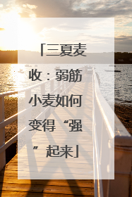 三夏麦收：弱筋小麦如何变得“强”起来