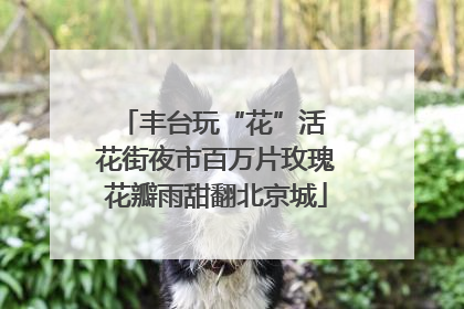 丰台玩“花”活 花街夜市百万片玫瑰花瓣雨甜翻北京城