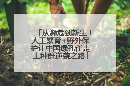 从濒危到新生！人工繁育+野外保护让中国绿孔雀走上种群逆袭之路