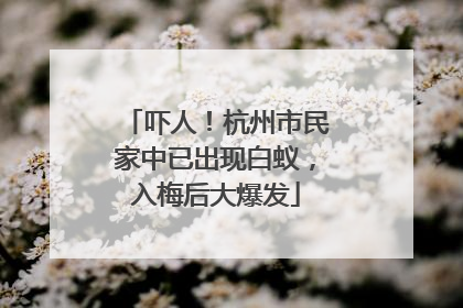 吓人！杭州市民家中已出现白蚁，入梅后大爆发