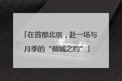 在首都北京，赴一场与月季的“倾城之约”