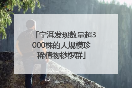 宁洱发现数量超3000株的大规模珍稀植物桫椤群