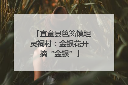宜章县笆篱镇坦灵祠村：金银花开摘“金银”