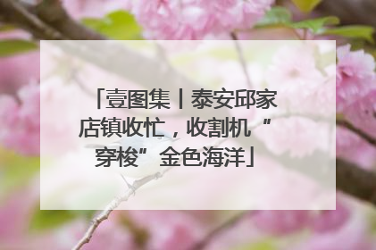 壹图集丨泰安邱家店镇收忙，收割机“穿梭”金色海洋
