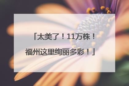 太美了！11万株！福州这里绚丽多彩！