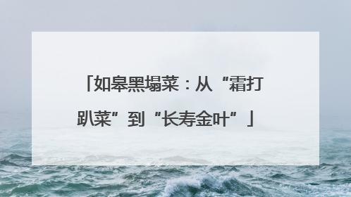 如皋黑塌菜：从“霜打趴菜”到“长寿金叶”