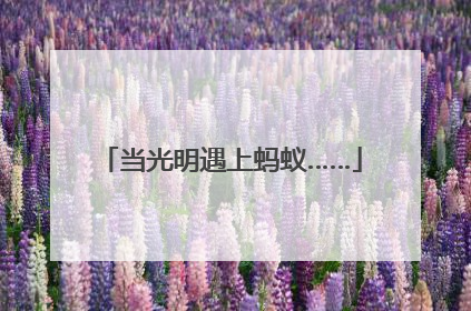 当光明遇上蚂蚁……