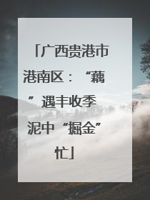 广西贵港市港南区：“藕”遇丰收季 泥中“掘金”忙