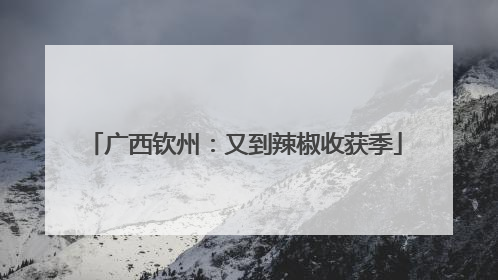 广西钦州：又到辣椒收获季