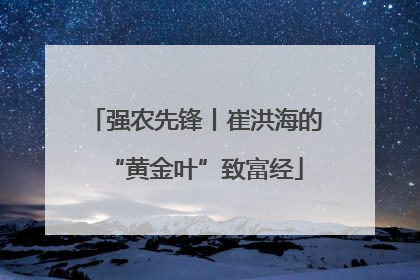 强农先锋丨崔洪海的“黄金叶”致富经