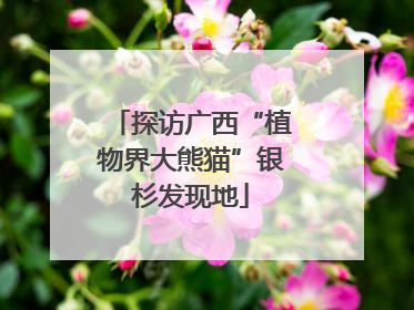 探访广西“植物界大熊猫”银杉发现地