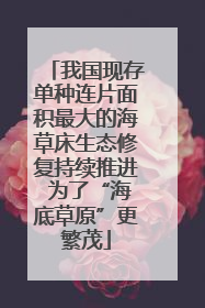 我国现存单种连片面积最大的海草床生态修复持续推进 为了“海底草原”更繁茂