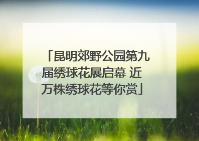 昆明郊野公园第九届绣球花展启幕 近万株绣球花等你赏