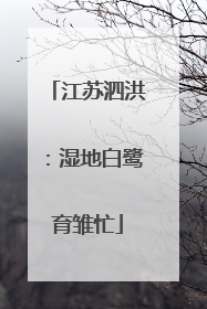 江苏泗洪：湿地白鹭育雏忙