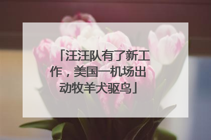 汪汪队有了新工作，美国一机场出动牧羊犬驱鸟