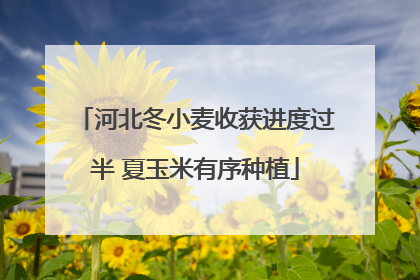 河北冬小麦收获进度过半 夏玉米有序种植