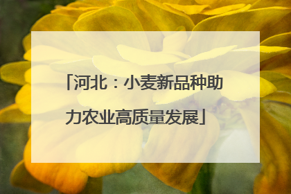 河北：小麦新品种助力农业高质量发展