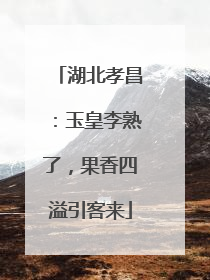 湖北孝昌：玉皇李熟了，果香四溢引客来
