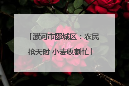 漯河市郾城区：农民抢天时 小麦收割忙