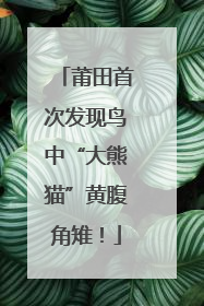 莆田首次发现鸟中“大熊猫”黄腹角雉！