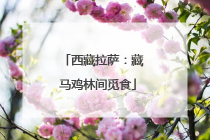 西藏拉萨：藏马鸡林间觅食
