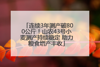 连续3年测产破800公斤！山农43号小麦测产持续稳定 助力粮食增产丰收