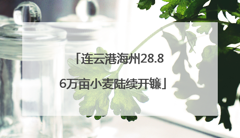 连云港海州28.86万亩小麦陆续开镰