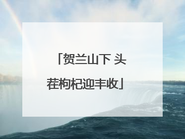 贺兰山下 头茬枸杞迎丰收