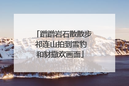 蹭蹭岩石散散步 祁连山拍到雪豹和豺撒欢画面