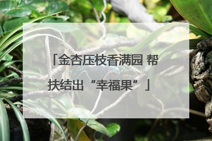 金杏压枝香满园 帮扶结出“幸福果”
