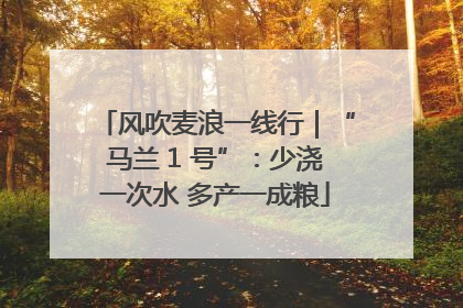 风吹麦浪一线行｜“马兰 1 号”：少浇一次水 多产一成粮