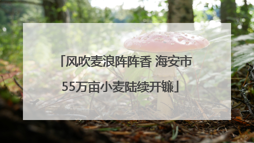风吹麦浪阵阵香 海安市55万亩小麦陆续开镰