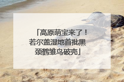 高原萌宝来了！若尔盖湿地首批黑颈鹤雏鸟破壳