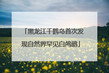 黑龙江千鹤岛首次发现自然界罕见白鸬鹚