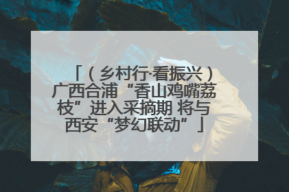（乡村行·看振兴）广西合浦“香山鸡嘴荔枝”进入采摘期 将与西安“梦幻联动”